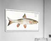 Barbel Cyprinus Barbus Acrylic Print