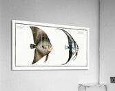1. Chaetodon Teira 2. Chaetodon Vespertilio Acrylic Print
