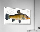 Tench Cypirnus Tinca Acrylic Print