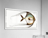 Zeus ciliaris Acrylic Print