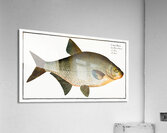 Bream Cyprinus Brama Acrylic Print
