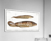 1. Gymnotus brachiurus 2. Gymnotus Carapo Impression acrylique