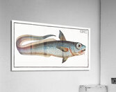 Macrourus rupestris Acrylic Print