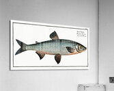 Great-Maræna Salmo Maræna Acrylic Print