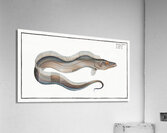 Sword-Fish Trichiurus Lepturus Acrylic Print
