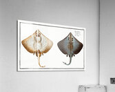 Skate Raja Batis Acrylic Print