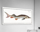 Rusfish-Sturgeon Acipenser Ruthenus Acrylic Print