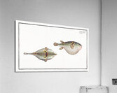 Eyespot puffer Tetrodon ocellatus Acrylic Print
