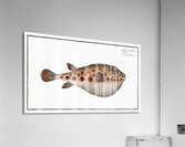 Spenglers Tetrodon Tetrodon Spengleri Impression acrylique