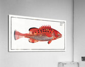 Apue Bodianus apua Acrylic Print