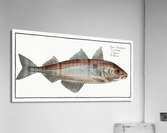 Hadock Gadus Aeglefinus Acrylic Print