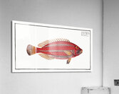 Red Parrot-fish Scarus croicensis Acrylic Print