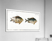 1. Chaetodon Mauritii 2. Chaetodon Bengalensis Acrylic Print
