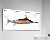 Sword Fish Xiphias Gladius Acrylic Print