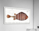 Trunck-fish Ostracion Triqueter Acrylic Print