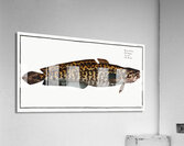 Burbot Gadus Lota Acrylic Print