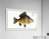 Crucian Cyprinus Carassius Acrylic Print