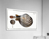 Striped Globe Tetrodon leneatus Impression acrylique