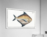 Stromateus Paru Acrylic Print