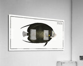 Variegated Angel-fish Chaetodon Paru Impression acrylique