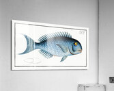 Bleu-Fish Coryphaena coerulea Acrylic Print