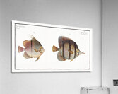 1. Chaetodon rostratus 2. Chaetodon Orbis Acrylic Print