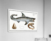 White Shark Squalus Carcharias Acrylic Print