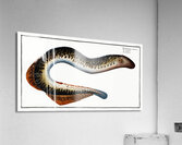 Lamprey Petromizon marinus Acrylic Print