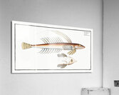 Gemmeous Dragonet Callionymus Lyra Acrylic Print