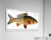 Carp Cyprinus Carpio Acrylic Print