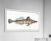Cottus scaber Acrylic Print