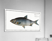 Buggenhagens-Carp Cyprinus Buggenhagii Acrylic Print