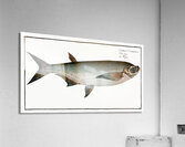 Knife-Carp Cyprinus Cultratus Acrylic Print
