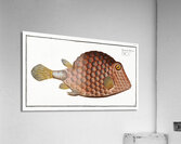 Triangular-fish Ostracion Tricornus Acrylic Print