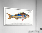 Blue-striped Gilt-head Sparus vittatus Acrylic Print