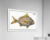 Yellow-fin Lutianus luteus Impression acrylique