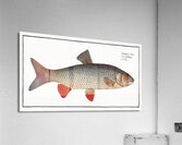 Idus-Carp Cyprinus Idus Acrylic Print