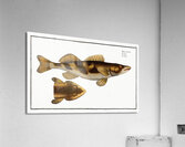 Singel Perca Zingel Acrylic Print