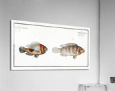 1. Goldsinny Lutjanus Rupestris 2. Saddle Lutjanus Ephippium Impression acrylique