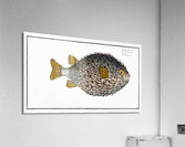 Round Diodon Diodon Hystrix Acrylic Print