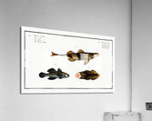 1. 2. Rough Perch Perca Asper 3. Blue Goby Gobius Jozo Acrylic Print