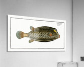 Square-Fish Ostracion cubicus Acrylic Print