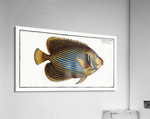 Chaetodon Imperator Acrylic Print