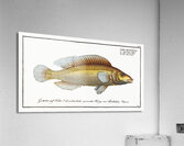 Little scaled Wrasse Labrus microlepidotus Acrylic Print
