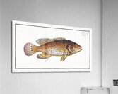 Jen-fish Bodianus guttatus Acrylic Print
