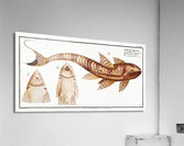 Maculated Cuirassier Loricaria maculata Acrylic Print