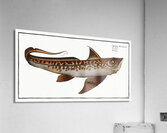 Chiméra Chimaera Monstrosa Acrylic Print