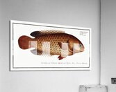 Tortoise-fish Anthias testudineus Acrylic Print