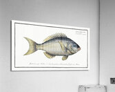 Sparus tetracanthus Acrylic Print