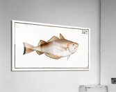 Whiting Pout Gadus Barbatus Acrylic Print